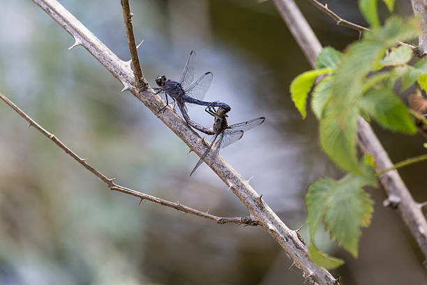 istock Mating Slaty Skimmer Dragonflies (Libellula Incesta) 503259183