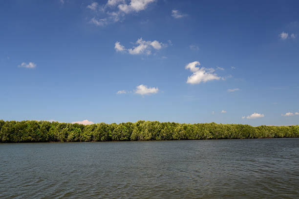 istock THAILAND KRABI MANGROVES 503259909