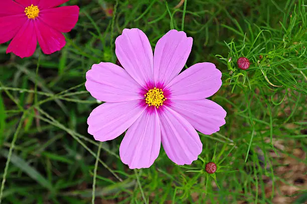 Photo of Flower shaped face, Pink Color