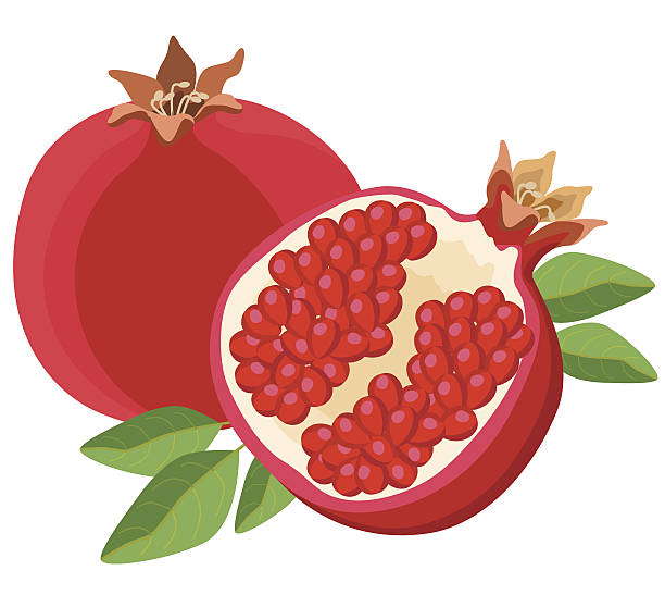 pomegranates - 석류 stock illustrations