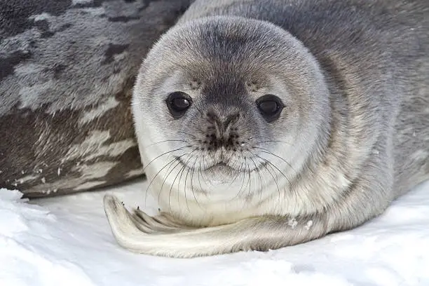 Photo of little pup Weddell seals which lies near the female