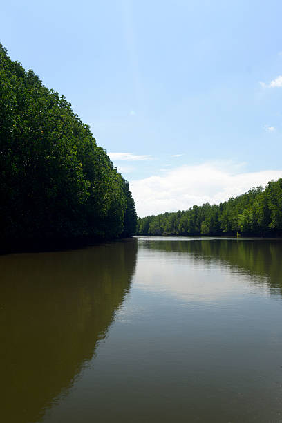 istock THAILAND KRABI MANGROVES 503261239