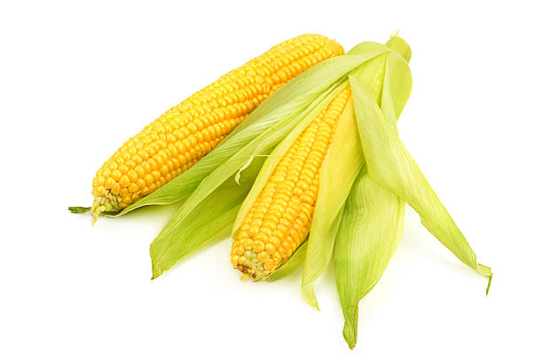 milho na espiga - corn corn crop corn on the cob isolated - fotografias e filmes do acervo