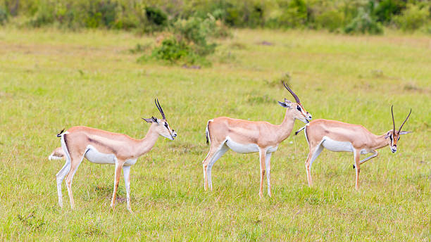 istock Grant's Gazelles 503261951