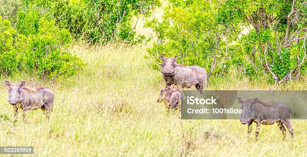 Wharthogs Família - Fotografias de stock e mais imagens de Alimentar - Alimentar, Animal, Animal de Safari