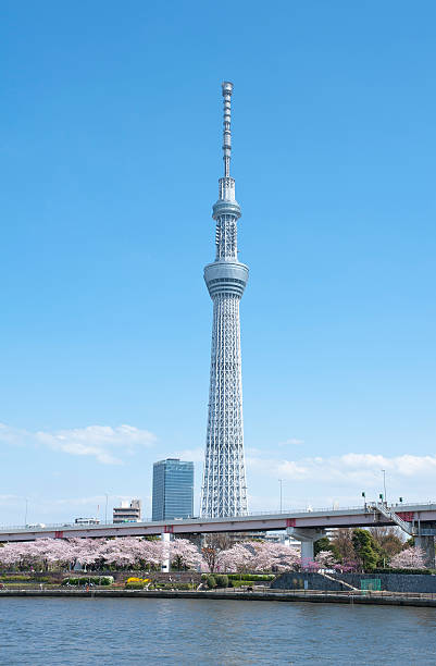 istock Tokyo sky tree, Japan in the spring. 503262331