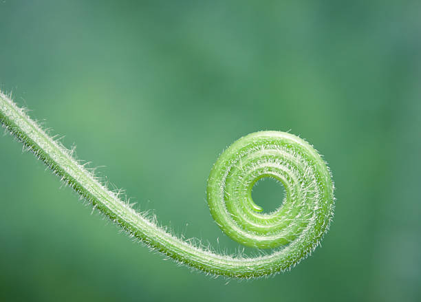 encaracolado bonito galho padrão sobre fundo verde - fern spiral frond green imagens e fotografias de stock