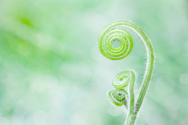 encaracolado bonito galho padrão sobre fundo verde - fern spiral frond green imagens e fotografias de stock