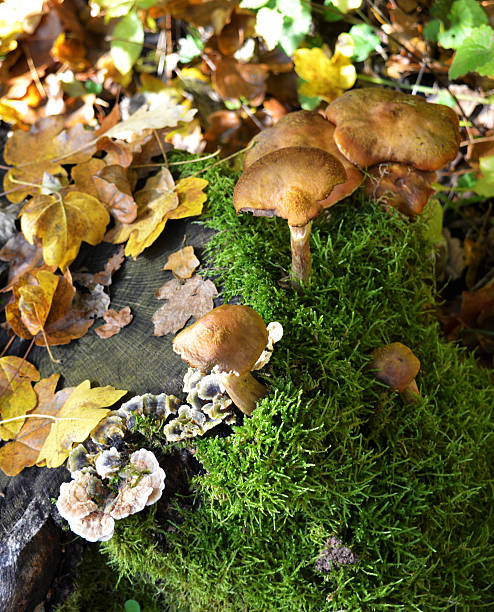 istock Mushrooms in the forest 503265750