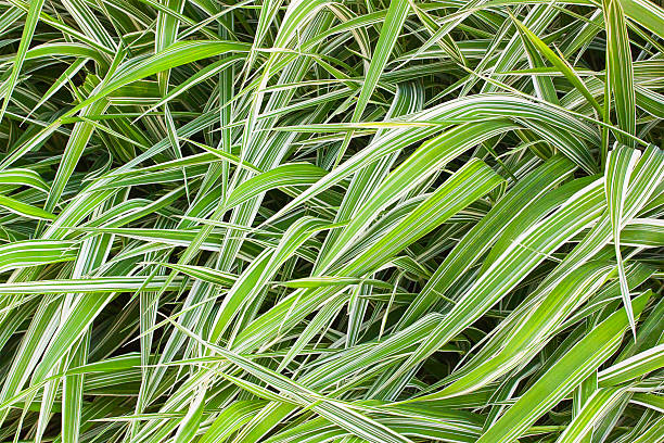 istock green grass can be used as background 503266408