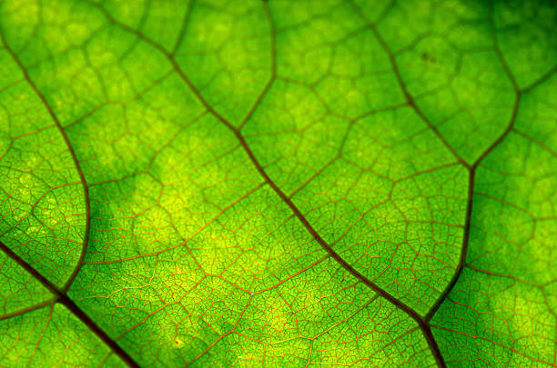 istock Texture of green leaf and veins 503266688