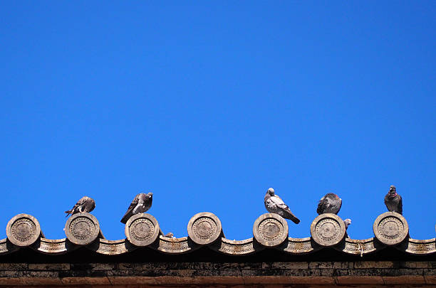 istock Pigeons on japanese temple roof 503266728