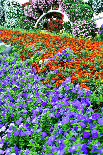 istock Flowers Matt at the Dubai Miracle garden 503269418