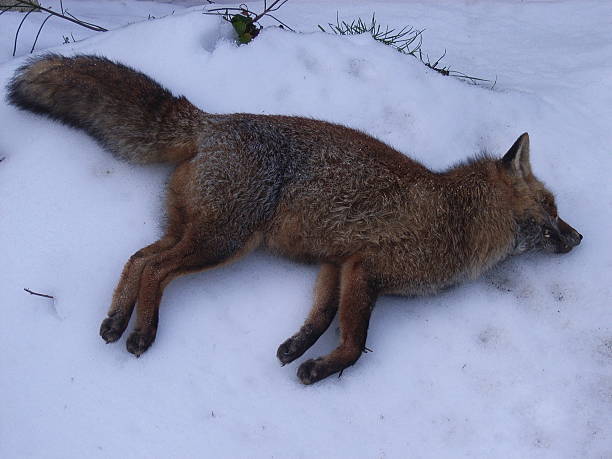 Fall Fox Dead 190+ Dead Fox On The Snow Stock Photos, Pictures & Royalty-Free Images ...