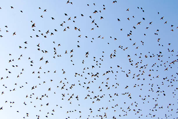 istock Flock of birds against the sky 503271398