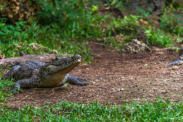 istock Portrait of a crocodile 503271714