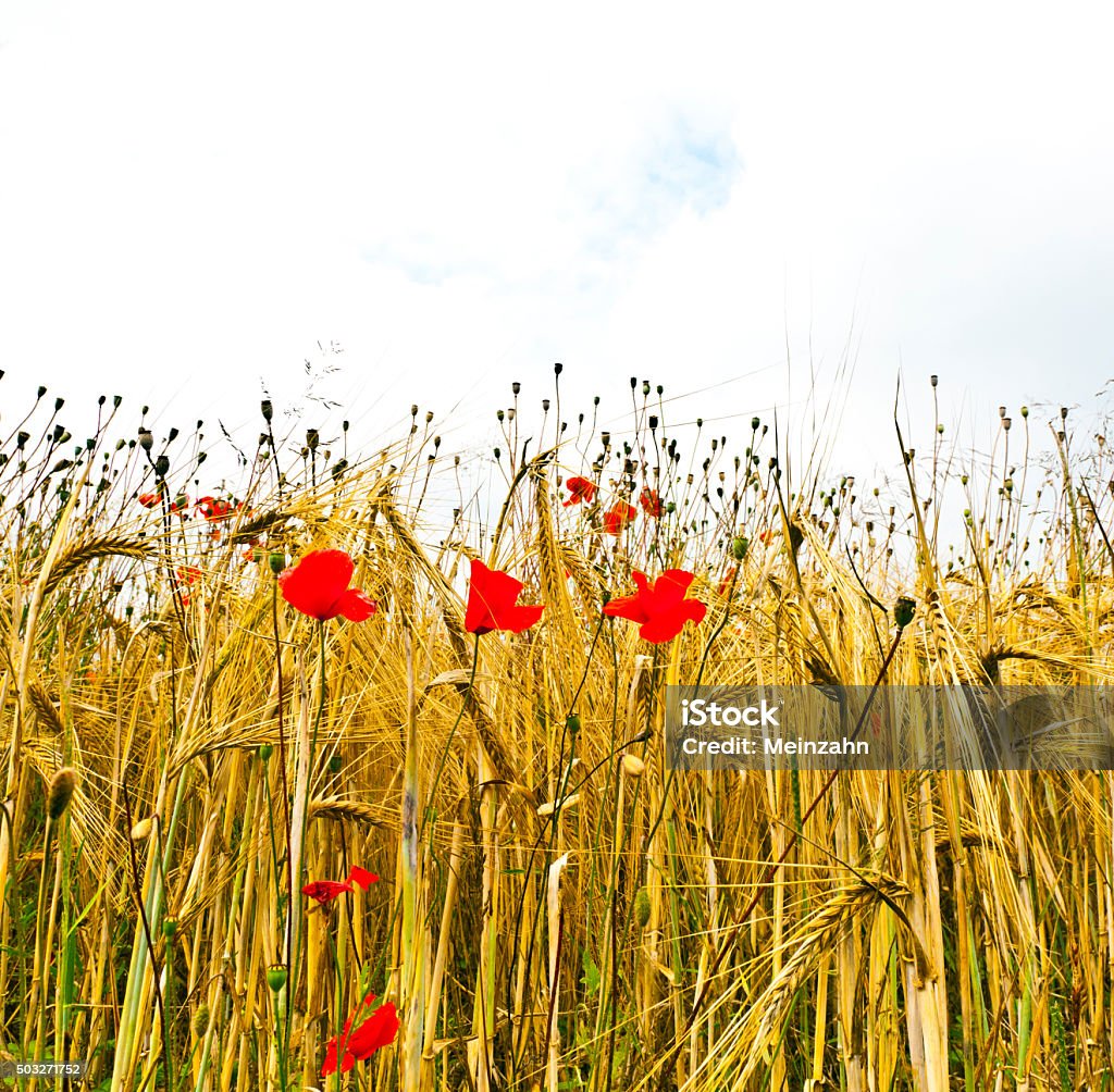 Poppy flowers with blue sky and clouds on the meadow Agricultural Field Stock Photo
