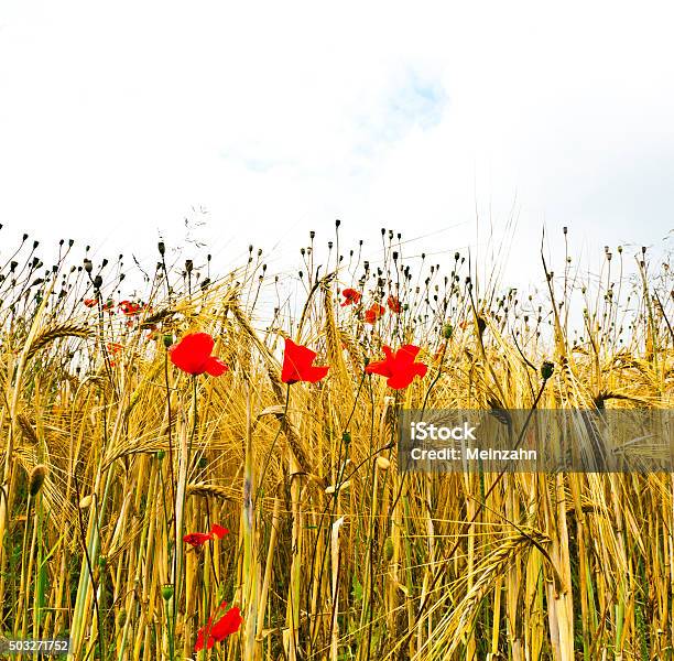 Poppy Flowers With Blue Sky And Clouds On The Meadow Stock Photo - Download Image Now