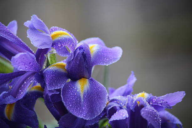 Iris blooms iris flower with rain drops on the petals iris plant stock pictures, royalty-free photos & images