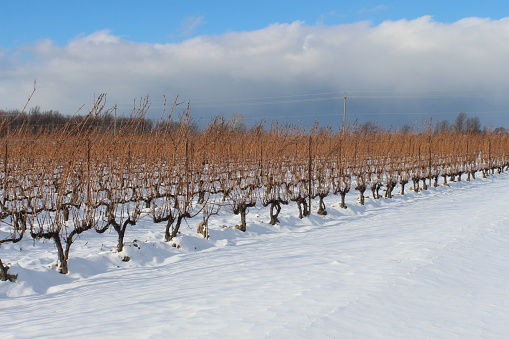 Winter vineyard with snow covered countryside. European winter landscape.