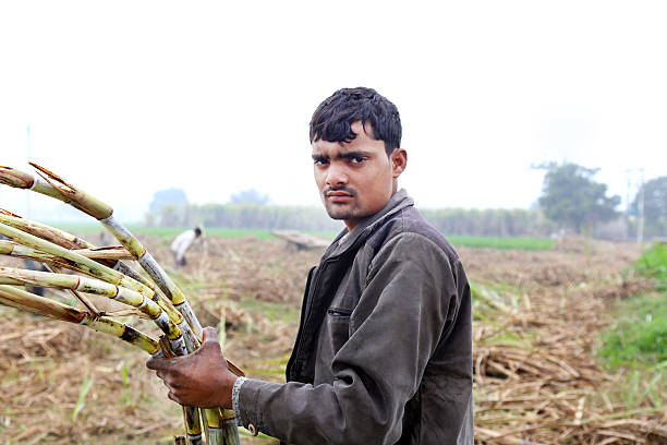 istock Farmer working in the Field Portrait 503272182