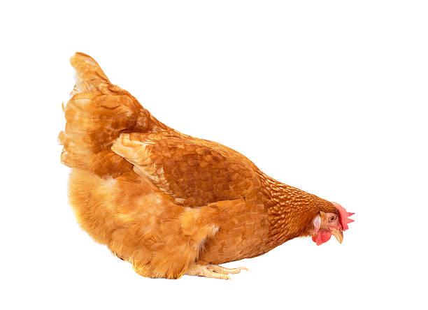 istock chicken livestock isolated white 503272762