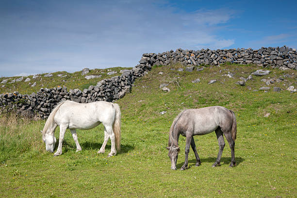 weiß und grau pferd im feld auf inishmore aran-inseln - republic of ireland horse irish culture riding stock-fotos und bilder