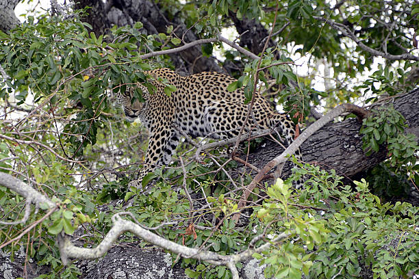 istock Cheetah, Kruger National Park, South Africa 503273500