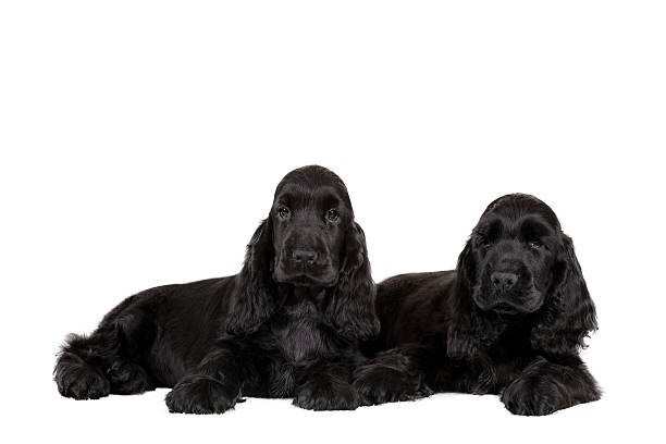 istock english cocker spaniel puppy 503274052