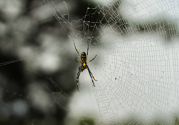 ragno australiano e web dopo la pioggia - spider web natural pattern dew drop foto e immagini stock