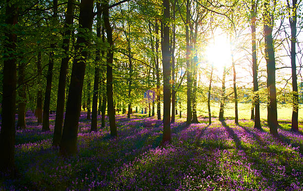 istock Dawn In The Bluebell Wood 503274418