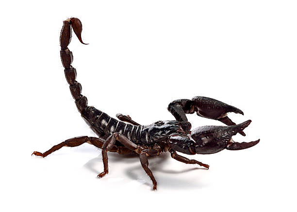 istock Scorpion of a white background. 503274812