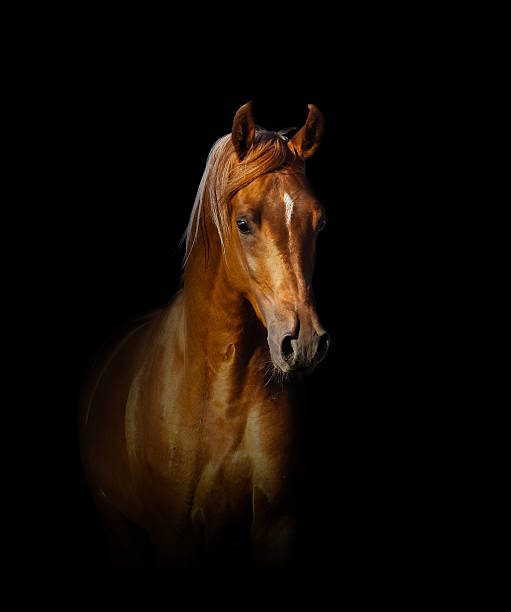 istock arabian horse portrait 503275124