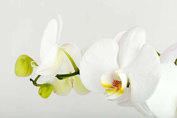 istock romantic branch of white orchid 503275682