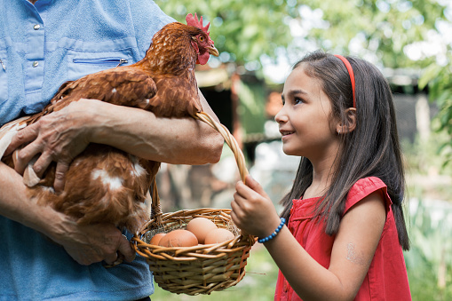 Little girl looking at brown hen