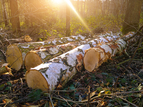 Birch trunks for kamin fresh felled. Mobilestock