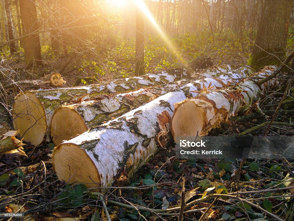 Birch trunks for kamin wood -  fresh felled Birch trunks for kamin fresh felled. Mobilestock Timberland - Arizona Stock Photo