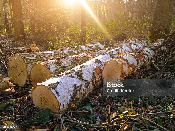 Birch Trunks For Kamin Wood Fresh Felled Stock Photo - Download Image Now - Timberland - Arizona, Agriculture, At The Bottom Of