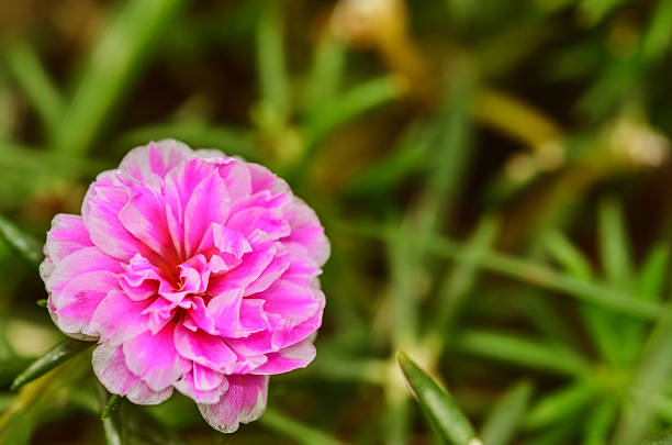 istock Portulaca oleracea flower 503276694