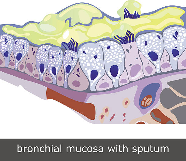 oskrzelowe śluzowej z plwociny - mucosa stock illustrations