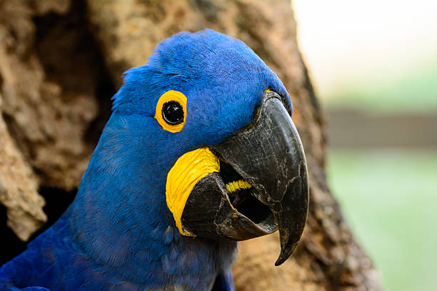 istock Profile of a rare Hyacinth macaw 503276824