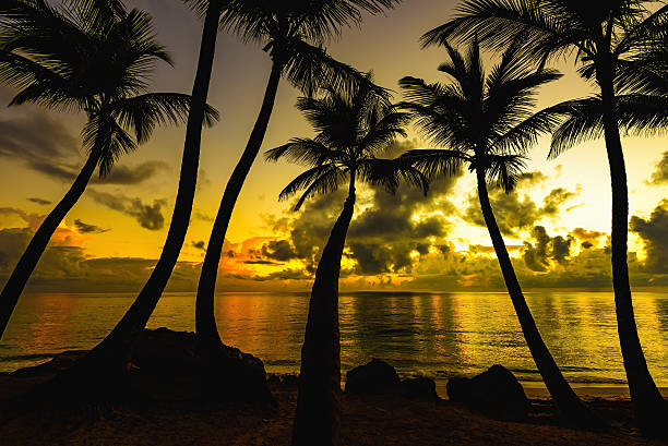istock sunset silhouette of palm trees 503278132