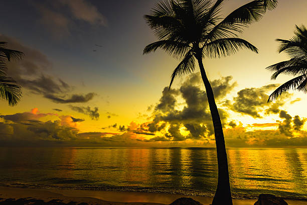 istock sunset silhouette of palm trees 503278166