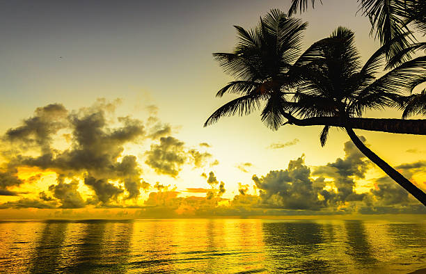 istock sunset silhouette of palm trees 503278324