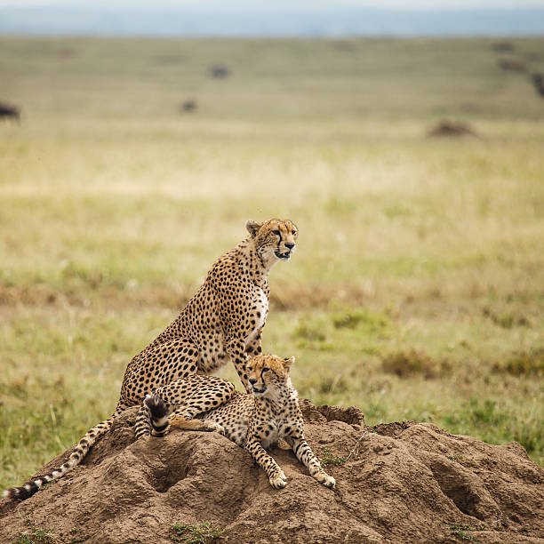 istock Cheetah in nature 503279760