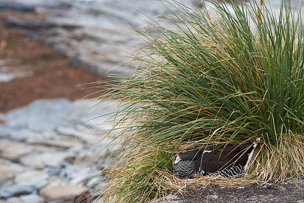 istock Kelp Goose on a Nest 503280428