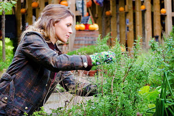 femme gardner prenant soin des plantes, pruniers. - rosemary herb vegetable garden herbal medicine photos et images de collection