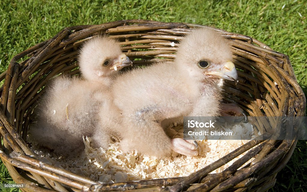 Juvenil Harris hawks - Royalty-free Animais caçando Foto de stock