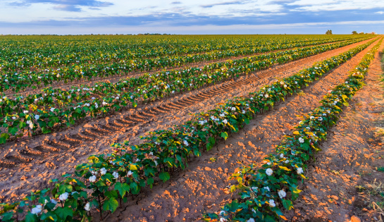 rows of cotton plants showing white ripe cotton bolls, growing in cotton field near Lubbock Texas, in late afternoon orange light, right before sunset