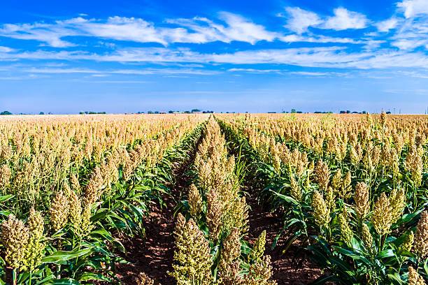 maturo sorgo milo miglio campo coltivato a righe - sorgo foto e immagini stock